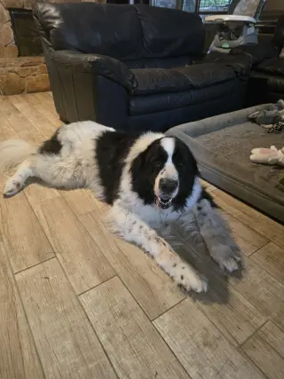 Rosie