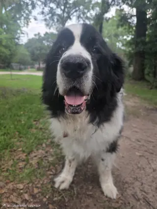 Rosie