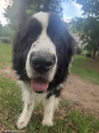 Rosie