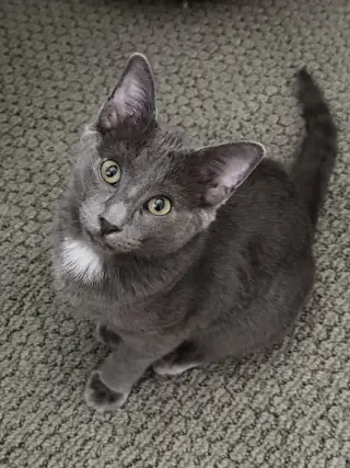 Smokey