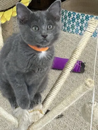 Smokey