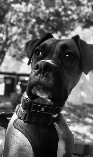 Zarek