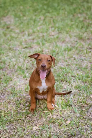 Hank