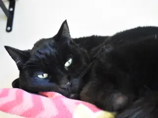 Zorro