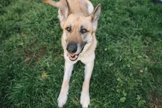 Zoey