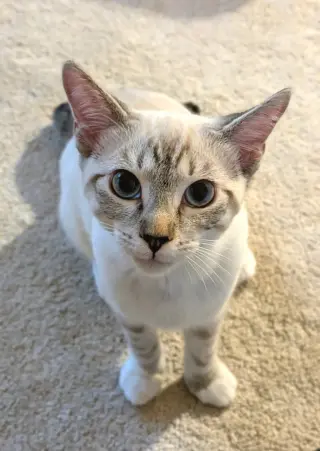 Juliet