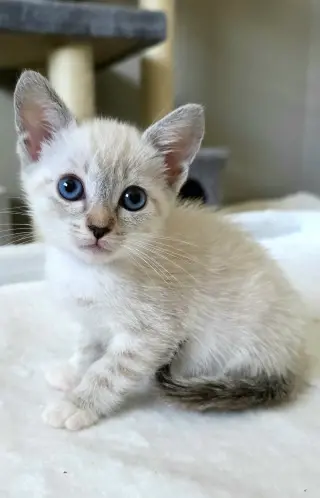 Juliet