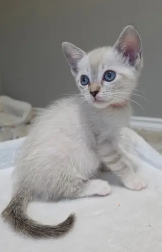 Juliet