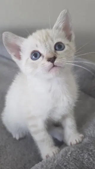 Juliet