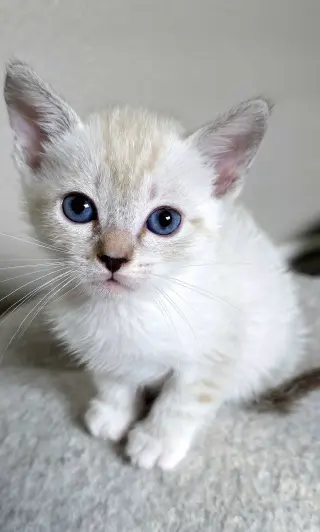 Juliet