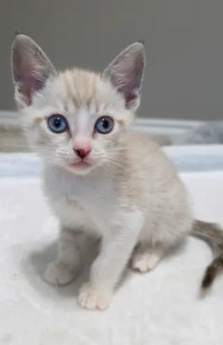 Romeo