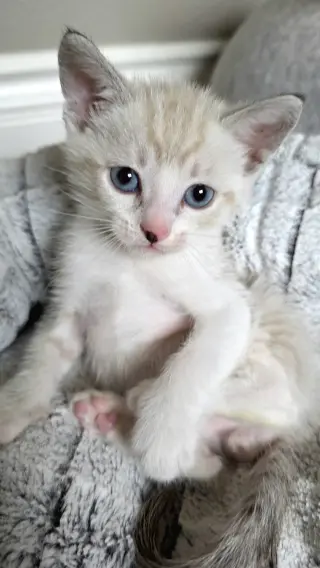 Romeo
