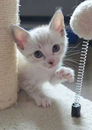 Romeo