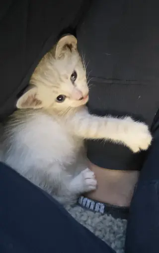 Romeo