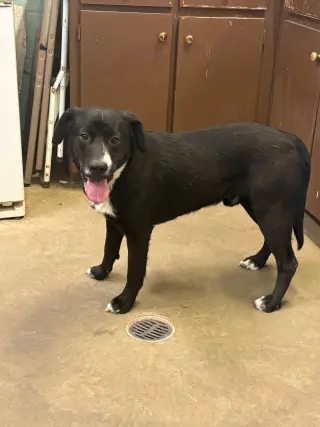 Ace