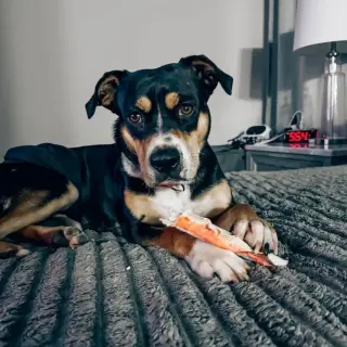 Beau