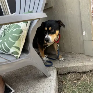 Beau
