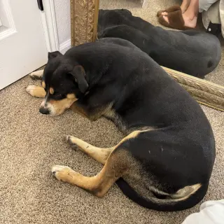 Beau