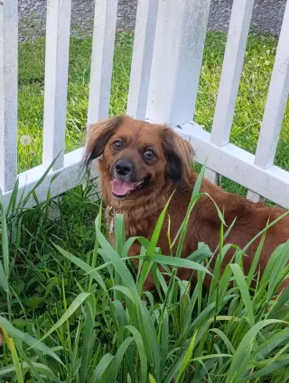 Betsy (fka Lil Bit; being fostered in Virginia)