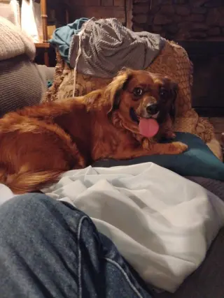 Betsy (fka Lil Bit; being fostered in Virginia)