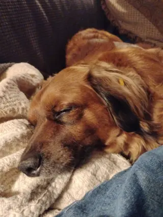 Betsy (fka Lil Bit; being fostered in Virginia)