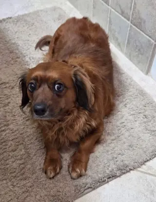 Betsy (fka Lil Bit; being fostered in Virginia)