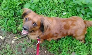 Betsy (fka Lil Bit; being fostered in Virginia)