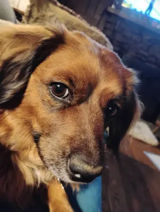 Betsy (fka Lil Bit; being fostered in Virginia)