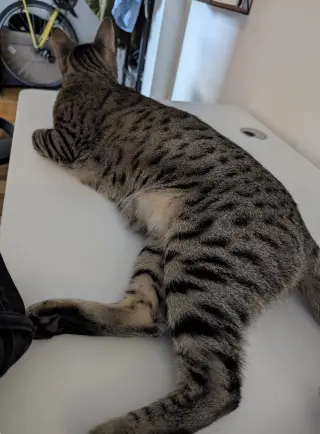 Velcro