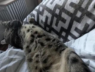 Velcro