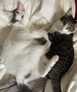 Dickory & Dock