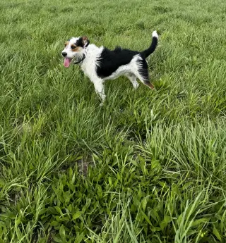 Finn