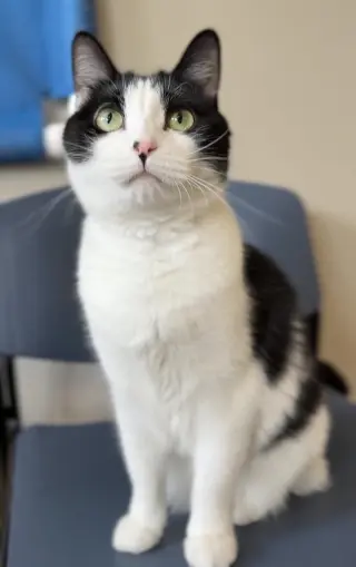 Biscuit