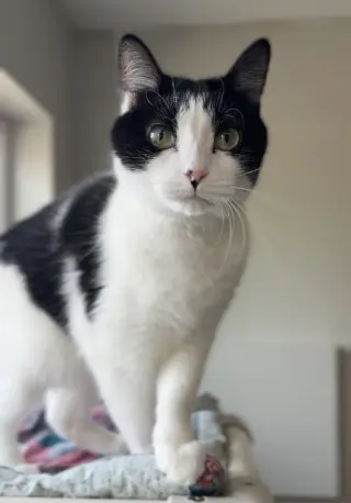 Biscuit