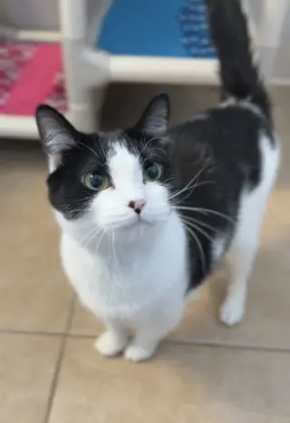 Biscuit