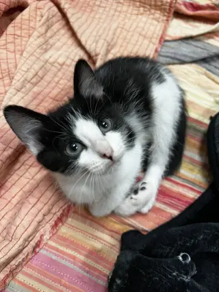 Biscuit