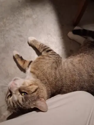 Timber