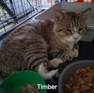 Timber