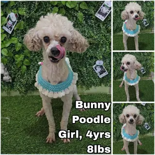 Bunny from Korea