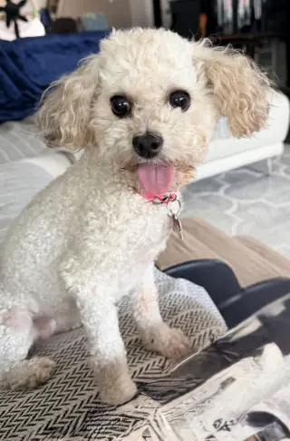 Bunny from Korea