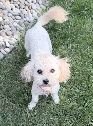 Bunny from Korea