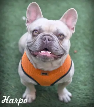 Harpo