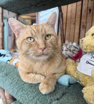 Chester