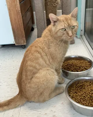Chester