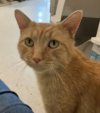 Chester