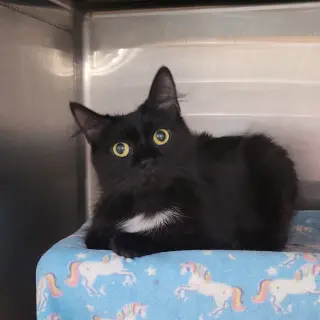 Little Lady
