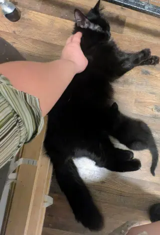 Little Lady