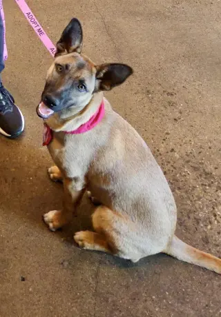 Gidget