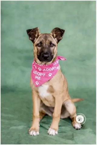 Gidget