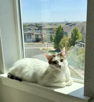 Mezzo